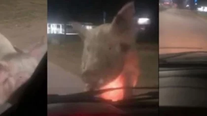 Un chancho asaltó a una mujer en cuarentena