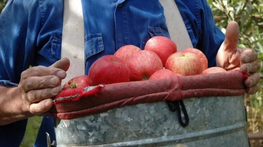 Beneficios de la AFIP para productores frutícolas