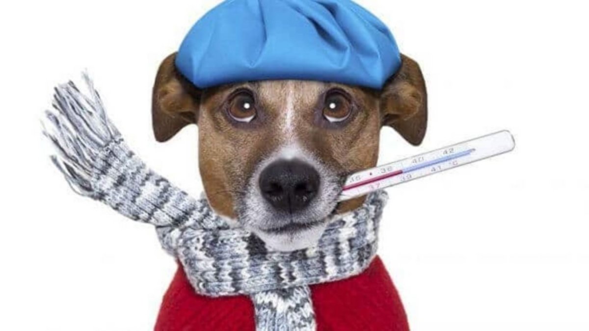 Enfermedades de invierno en perros y gatos