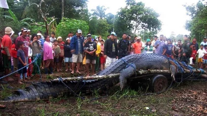 ¿Cocodrilo gigante endemoniado en Indonesia?