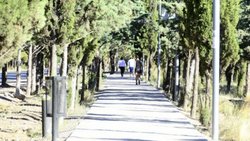 Se robaron 65 pinos de Parque Norte