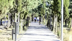 Se robaron 65 pinos de Parque Norte