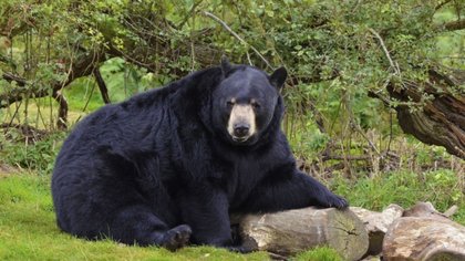 Insólito video: un oso se unió al picnic familiar
