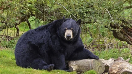 Insólito video: un oso se unió al picnic familiar