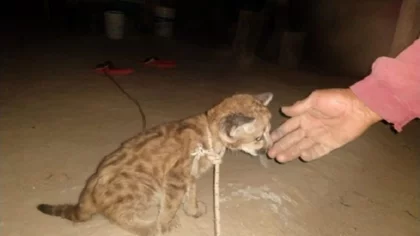 Poblador del "Impenetrable chaqueño" tenía un puma de mascota