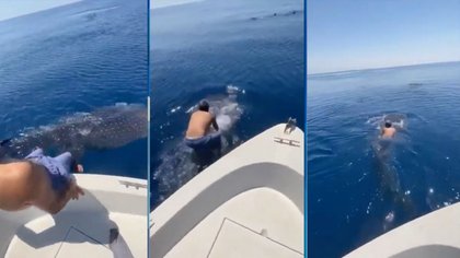 ¡Está loco! Se tiró sobre un tiburón gigante para montarlo