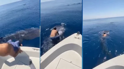 ¡Está loco! Se tiró sobre un tiburón gigante para montarlo