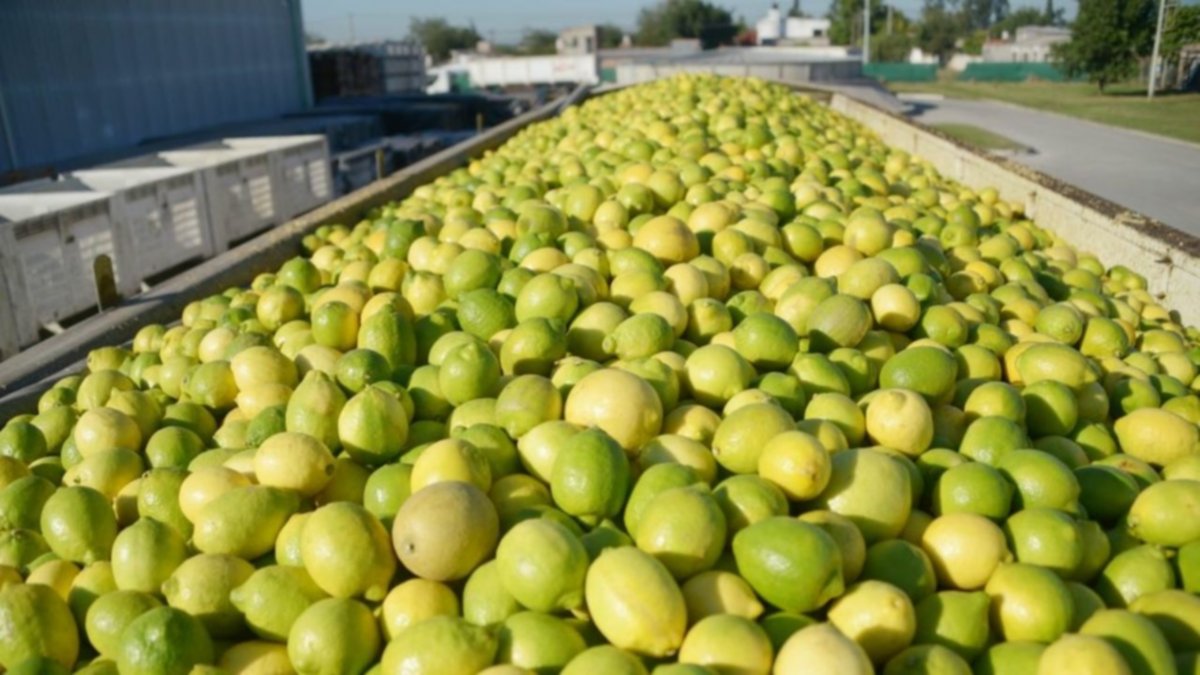 Limones argentinos históricos: llegaron a China