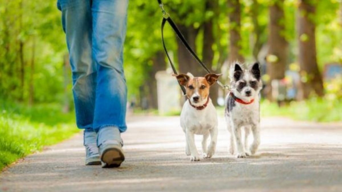 Será obligatorio pasear a los perros dos veces al día
