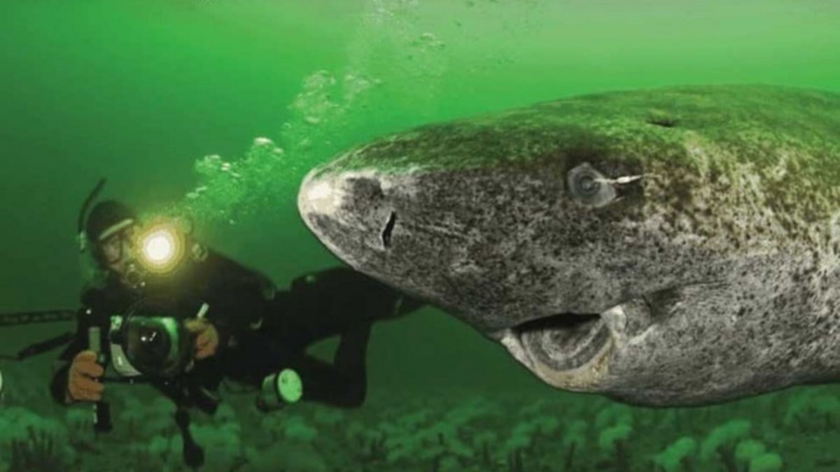 El abuelito de todos los animales vive en el agua y cumple… 515 años