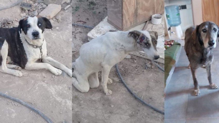 Piden tránsito para tres perros rescatados del maltrato