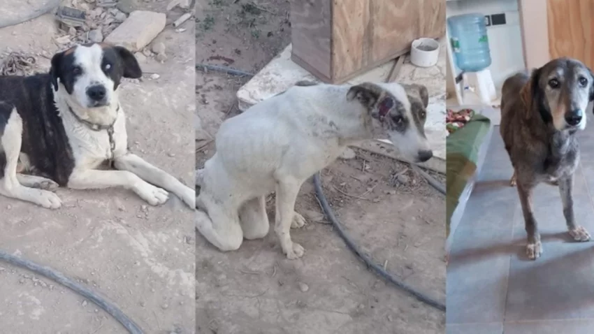 Piden tránsito para tres perros rescatados del maltrato