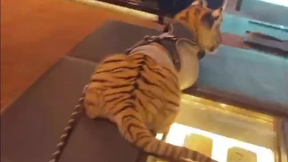 Una mujer se paseó por el shopping con ¡un tigre!