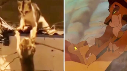 Dos gatos recrearon la trágica escena de "El Rey León"