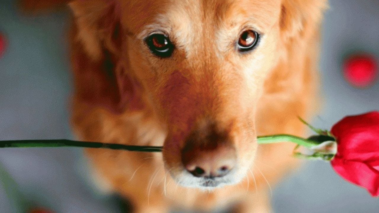Época de celo en animales de compañía