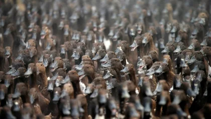 Liberan a 10.000 patos para reemplazar el trabajo humano