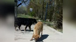 Prendieron fuego una cucha con 9 cachorritos