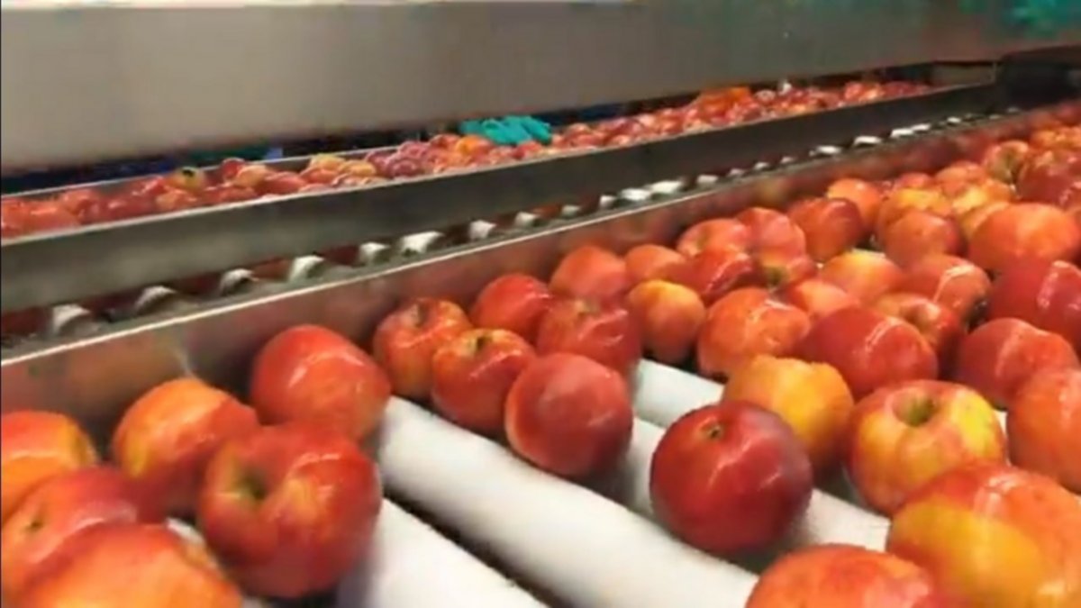 Por cargar manzanas tuvo tendinitis: le dieron $ 1,3 millón