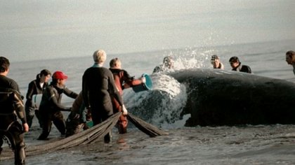 La historia de una garra que marcó a Puerto Pirámides