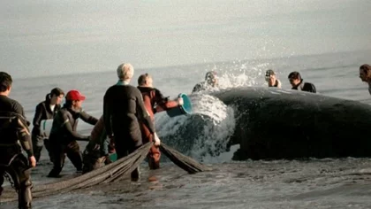 La historia de una garra que marcó a Puerto Pirámides