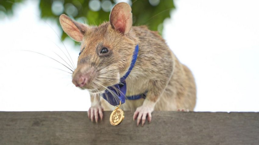 La rata héroe que salva vidas humanas