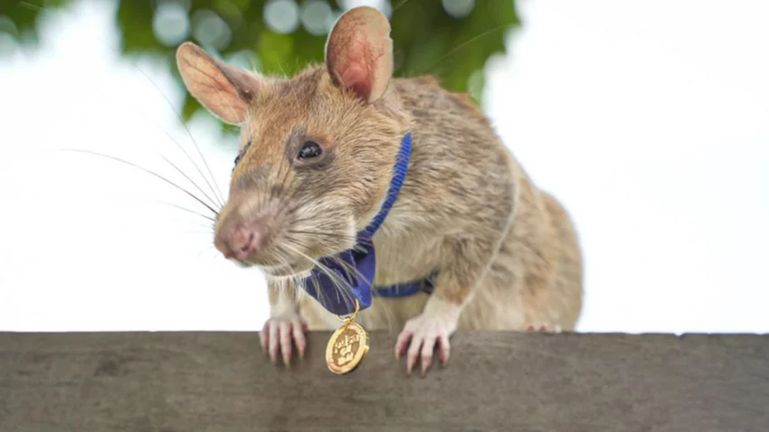 La rata héroe que salva vidas humanas