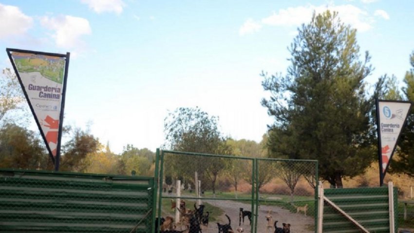 Cipolletti tendrá un sistema público de adopciones de animales