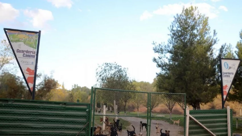 Cipolletti tendrá un sistema público de adopciones de animales