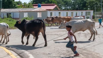 Un nene le salvó la vida a su abuela, atacada por un toro