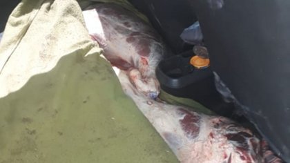 Demorados con 80 kilos de carne, en Valle Azul
