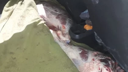 Demorados con 80 kilos de carne, en Valle Azul