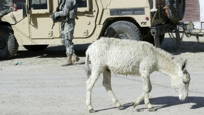 Islámicos usaron un burro para atentar contra un gobernador