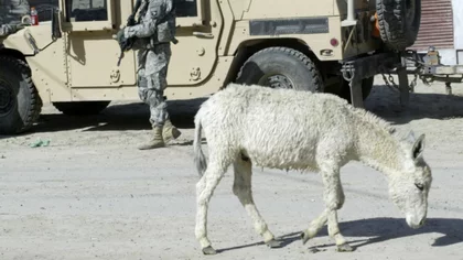 Islámicos usaron un burro para atentar contra un gobernador