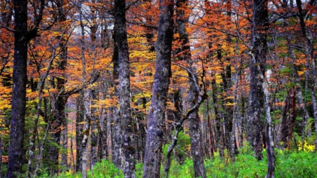 Confirmado: Los bosques patagónicos tienen un inmenso poder