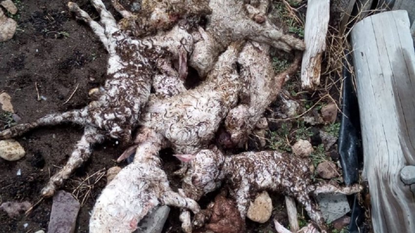 Leche con jeringa para salvar chivitos ante falta de forraje