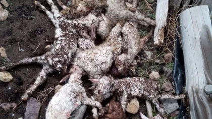 Leche con jeringa para salvar chivitos ante falta de forraje