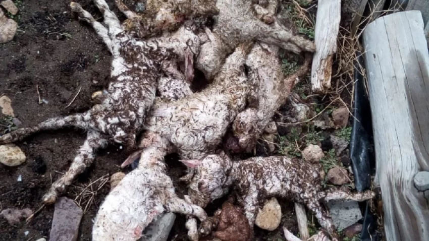Leche con jeringa para salvar chivitos ante falta de forraje