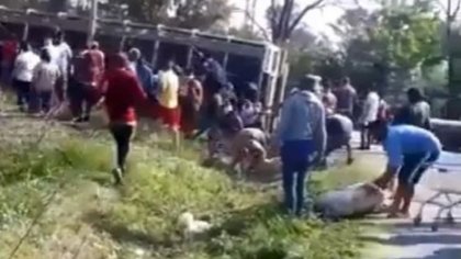 Volcó un camión con cerdos... ¡y los vecinos los carnearon!