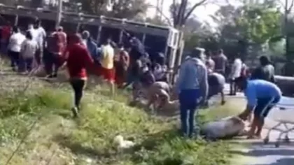 Volcó un camión con cerdos... ¡y los vecinos los carnearon!