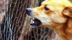 La mordió un perro y la indemnizan con 85 mil pesos