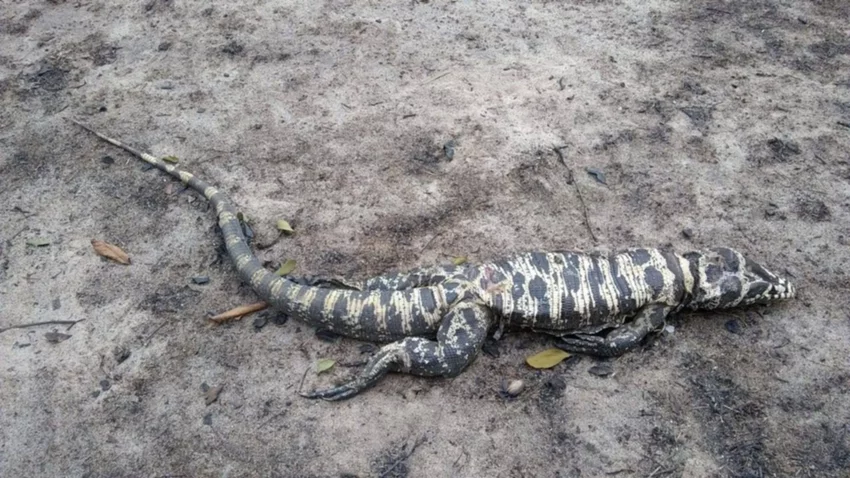 Incendios en Corrientes: “la pérdida de fauna fue masiva”