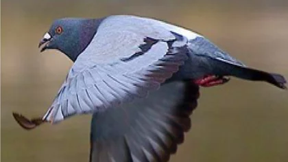 ¿Cómo sufren la pandemia las palomas mensajeras?