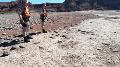 Encuentran huellas de un dinosaurio bípedo en el Chocón