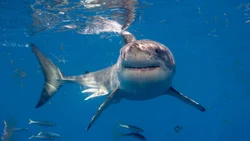 Extraordinario: pescó un tiburón de ¡dos cabezas!