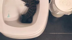 Fue al baño ¡Y encontró un lagarto en el inodoro!