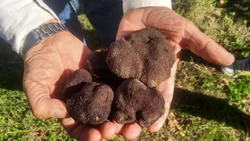 Ya producen en la región el “diamante negro” de las trufas