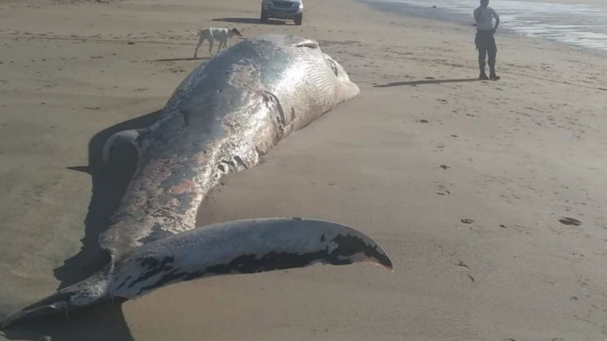 Encontraron una ballena muerta en Las Grutas