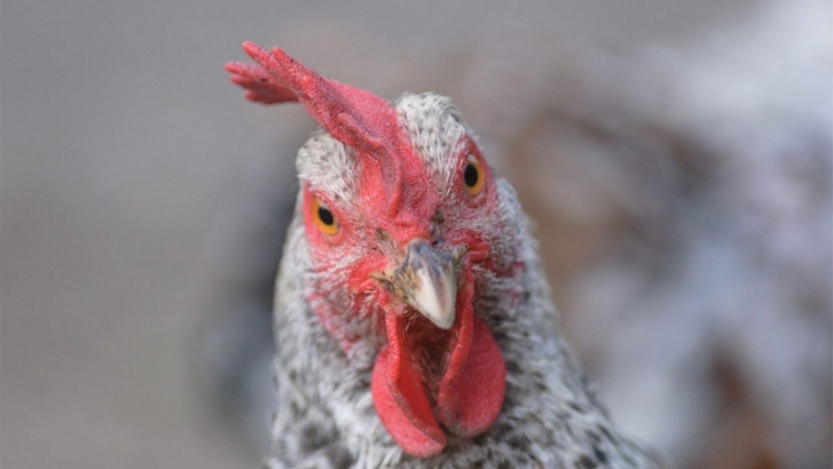 Lo detuvieron porque tenía sexo con gallinas y su mujer lo filmó