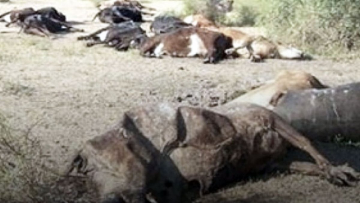 Le mataron las vacas por un mega proyecto que quedó trunco