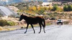 Proponen capturar y rematar animales sueltos en rutas
